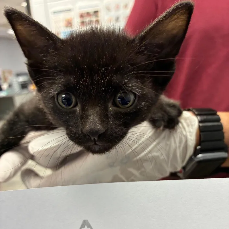 Tagged Stray_ thumbnail 2