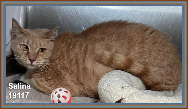 An adult large-sized female Tabby (Buff / Tan / Fawn) Domestic Short Hair cat named Salina for adoption in Marietta, GA
