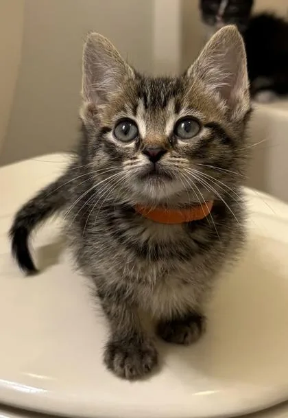 A young small-sized male Domestic Short Hair cat named Buzz for adoption in Lafayette, IN