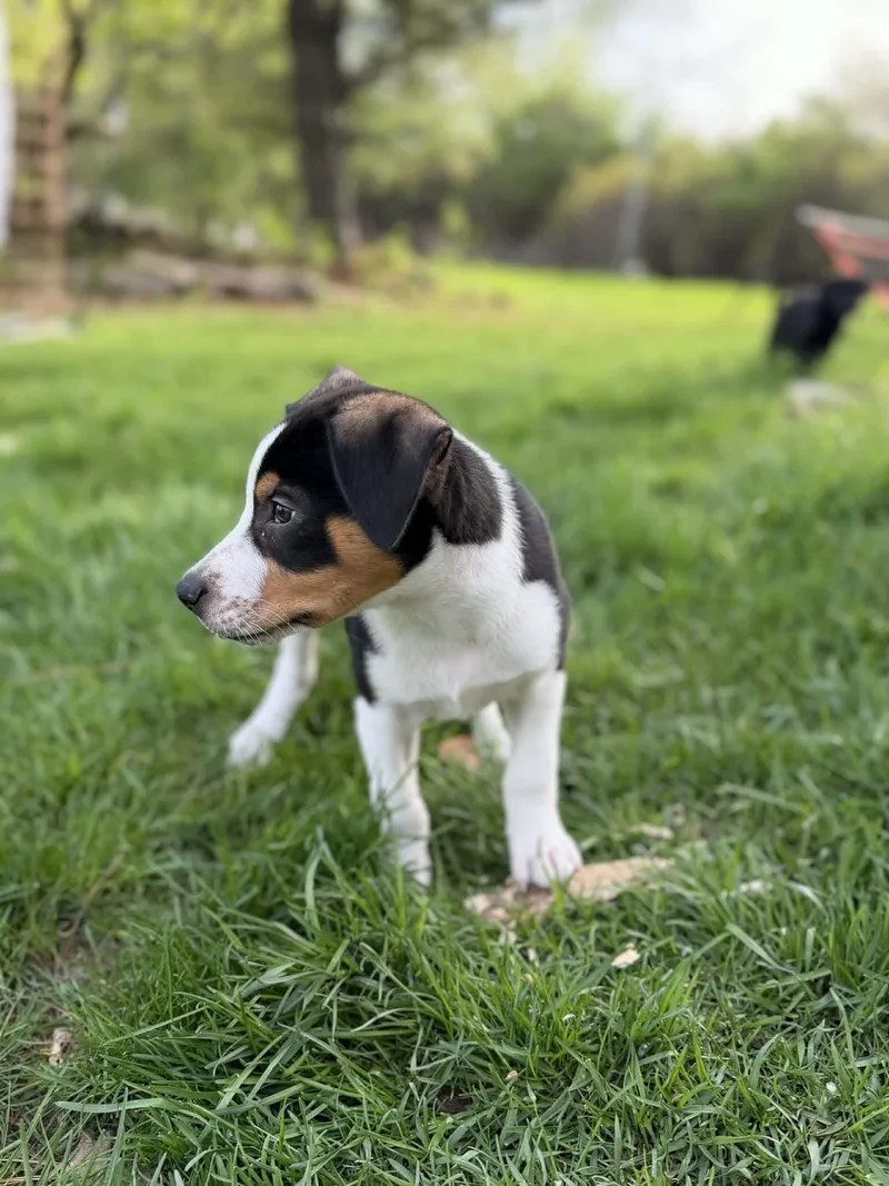 A baby small-sized male Tricolor (Brown, Black, & White) Beagle dog named Rupert for adoption in South Elgin, IL