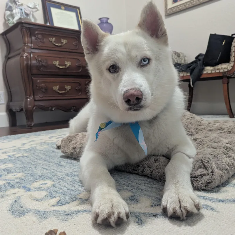 Nala