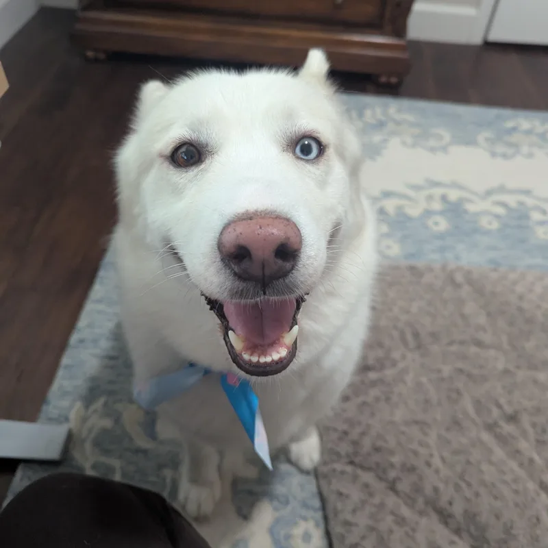 Nala thumbnail 2
