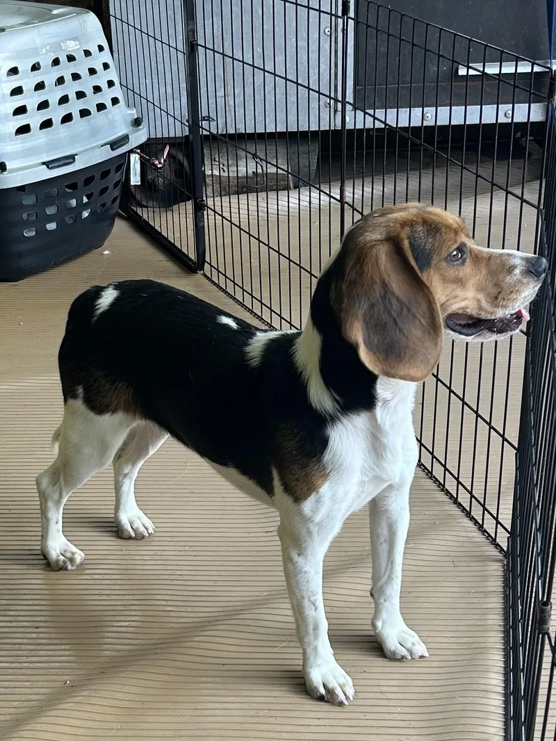 An adult small-sized female Beagle dog named Annie for adoption in Rossford, OH