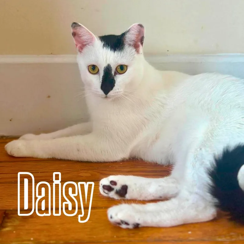 Daisy & Lily  thumbnail 2