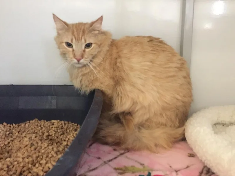A young medium-sized male Domestic Short Hair cat named Cayenne for adoption in Peoria, AZ