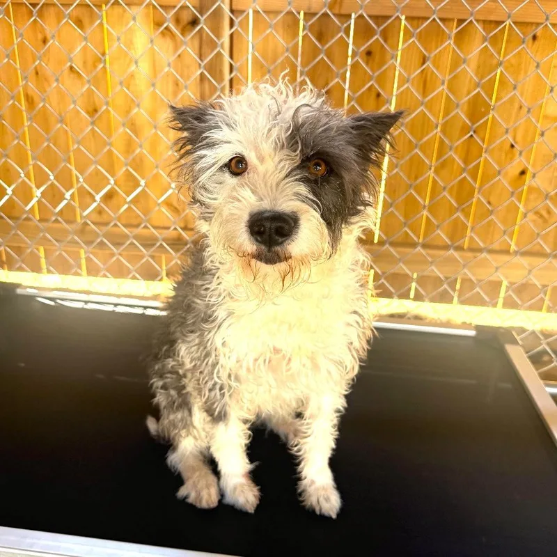 A young medium-sized female White / Cream Sheep Dog dog named Winnie for adoption in Joshua Tree, CA