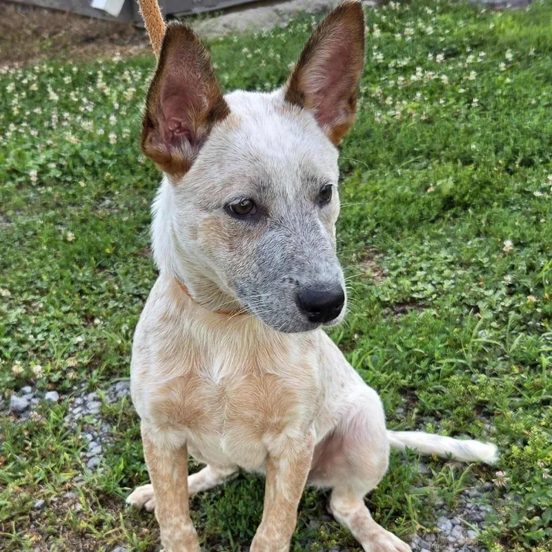 A baby small-sized female Red / Chestnut / Orange Cattle Dog dog named June for adoption in Lynchburg, VA