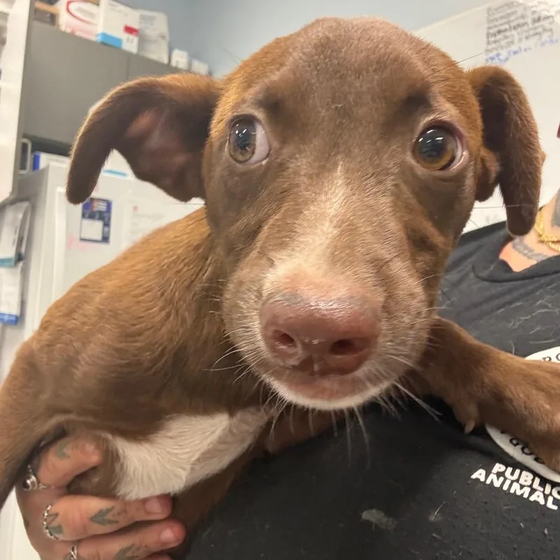 A baby small-sized male Brown / Chocolate Mixed Breed dog named Stetson for adoption in Milton, FL