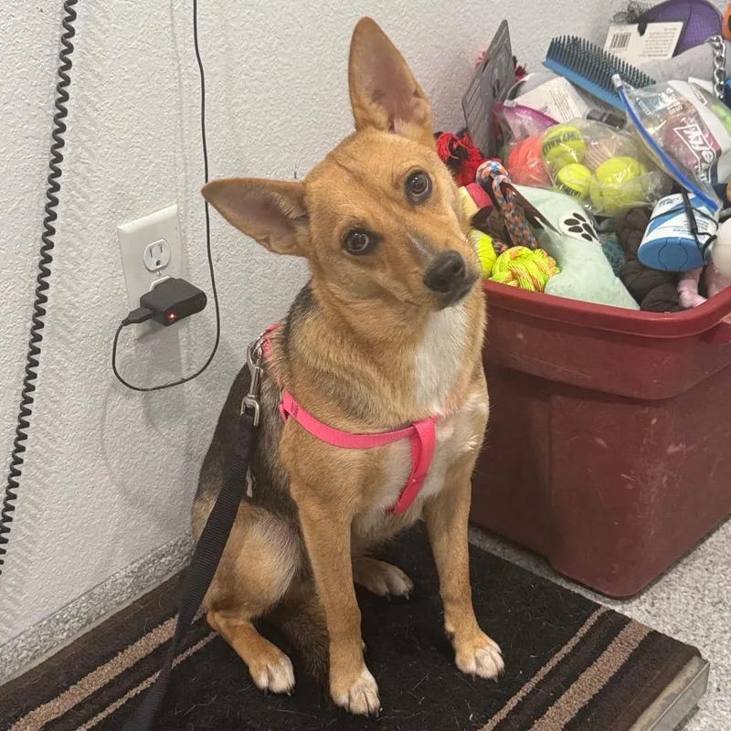 A young medium-sized female Apricot / Beige Chihuahua dog named Thelma for adoption in Pineville, MO