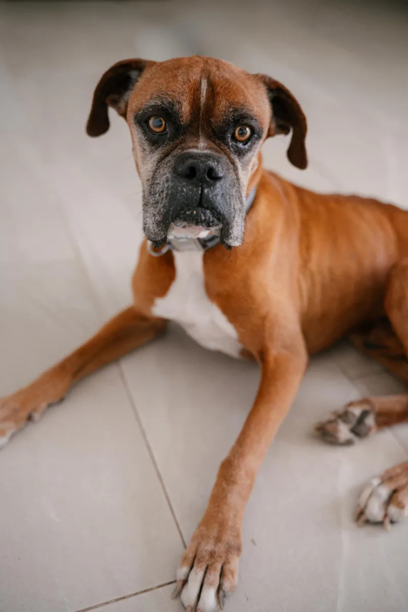 Bruno thumbnail 2