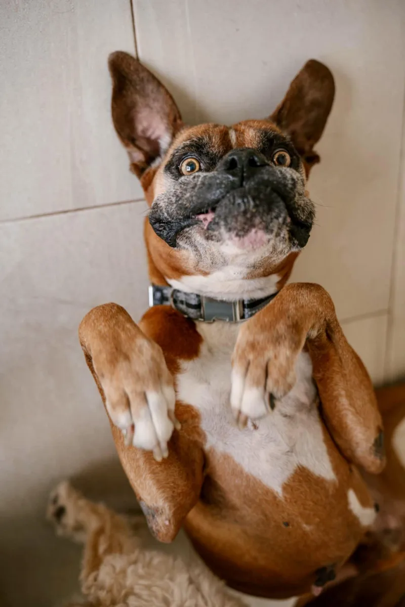 Bruno thumbnail 3