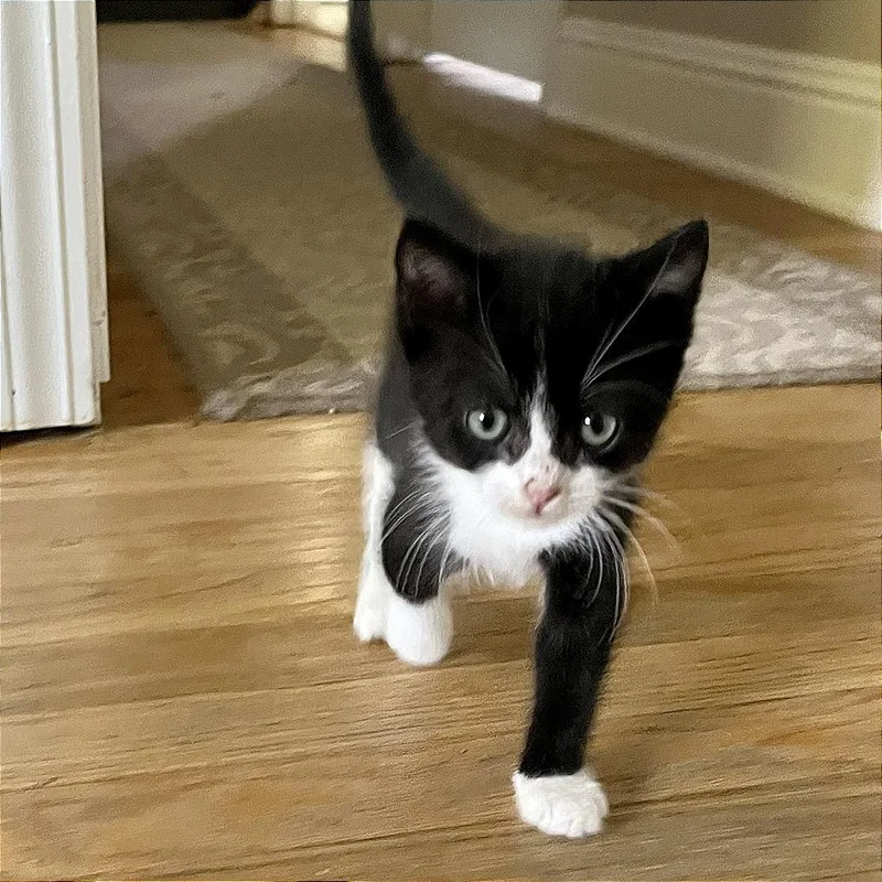 A baby small-sized female Black Domestic Short Hair cat named Sadie for adoption in Pleasant Hill, CA