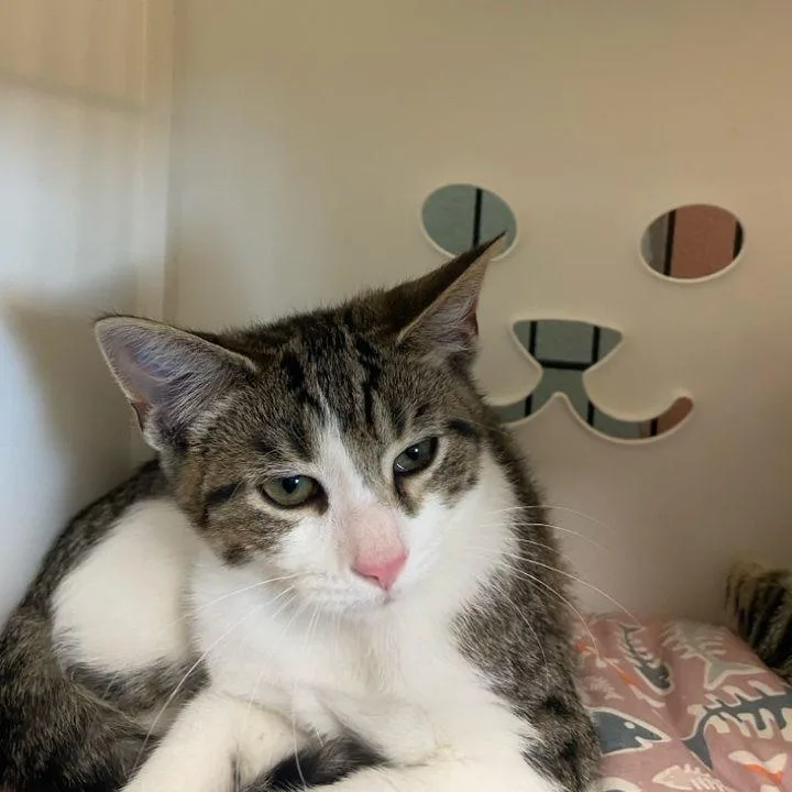 A young small-sized female Brown / Chocolate Domestic Short Hair cat named Sweet Potato for adoption in Columbus, NC