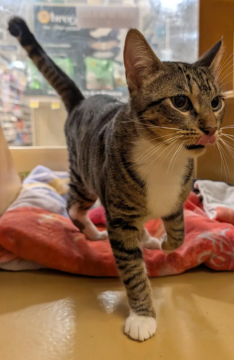 A young medium-sized male Domestic Short Hair cat named Toby .. for adoption in Apopka, FL