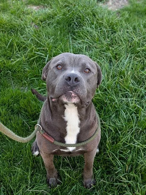 An adult large-sized male Pit Bull Terrier dog named Scotty for adoption in Indianapolis, IN
