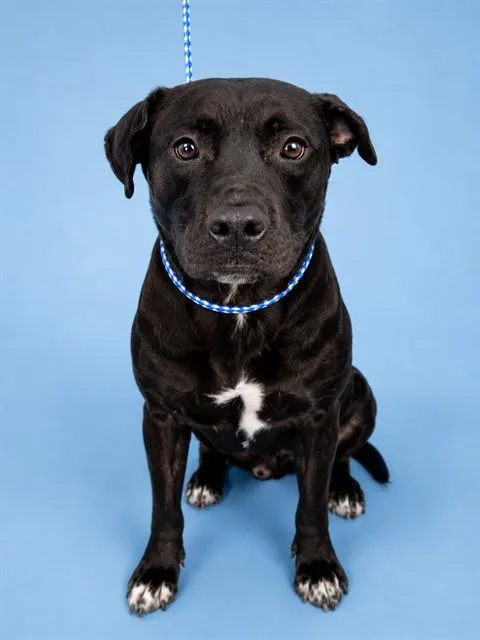 A young medium-sized male Mixed Breed dog named Jax for adoption in Jacksonville, FL