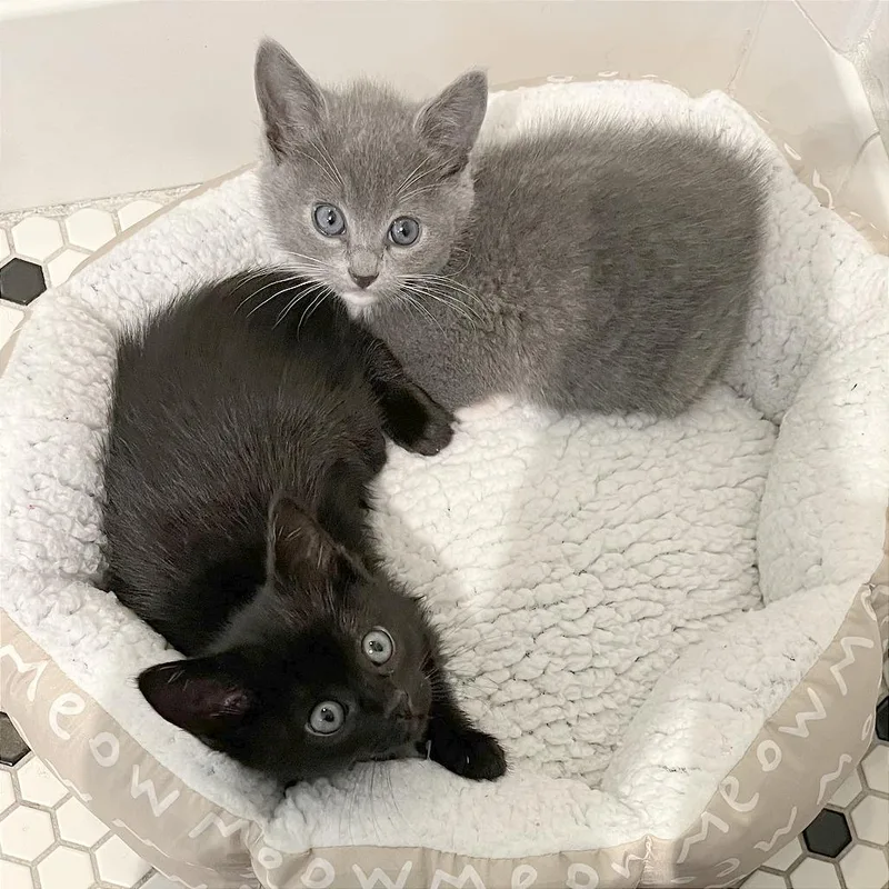 A baby small-sized female Black Domestic Short Hair cat named Judia for adoption in Pleasant Hill, CA