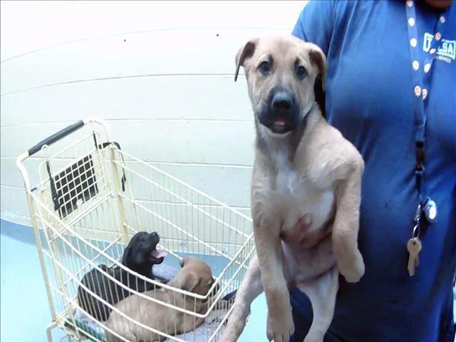 A baby small-sized female German Shepherd Dog dog named Susan In Accounting for adoption in Tulsa, OK