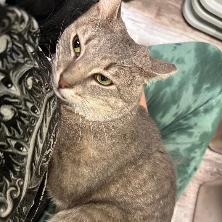 An adult small-sized male Gray / Blue / Silver Domestic Short Hair cat named Lloyd for adoption in Greensburg, PA