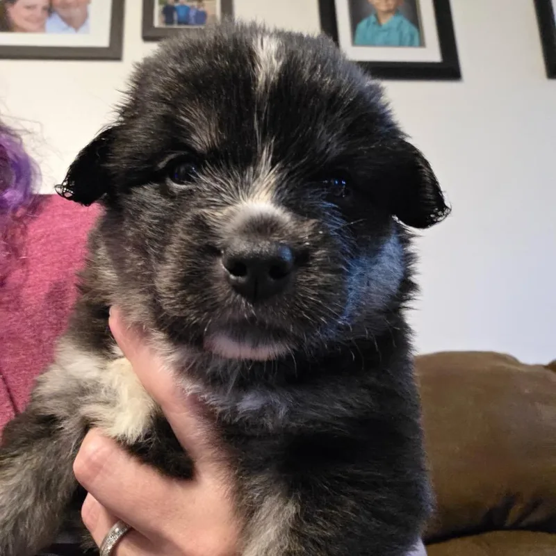 A baby small-sized female Black Mixed Breed dog named Sage for adoption in Bismarck, ND