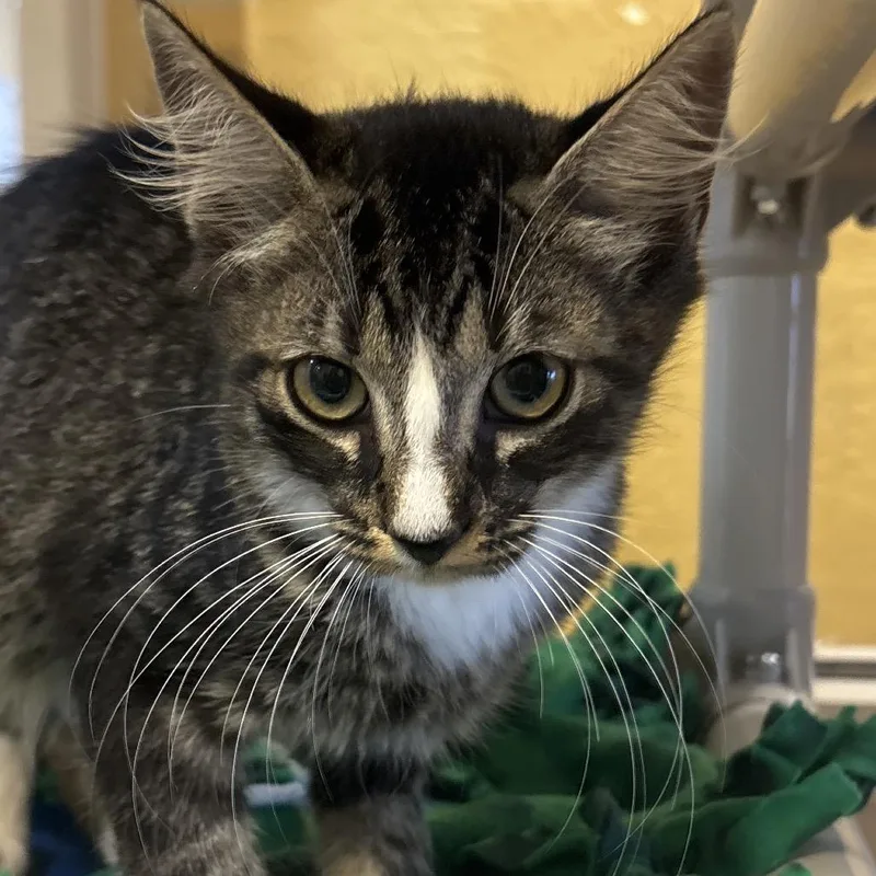 A baby small-sized male Brown / Chocolate Domestic Short Hair cat named Theo for adoption in Naples, FL