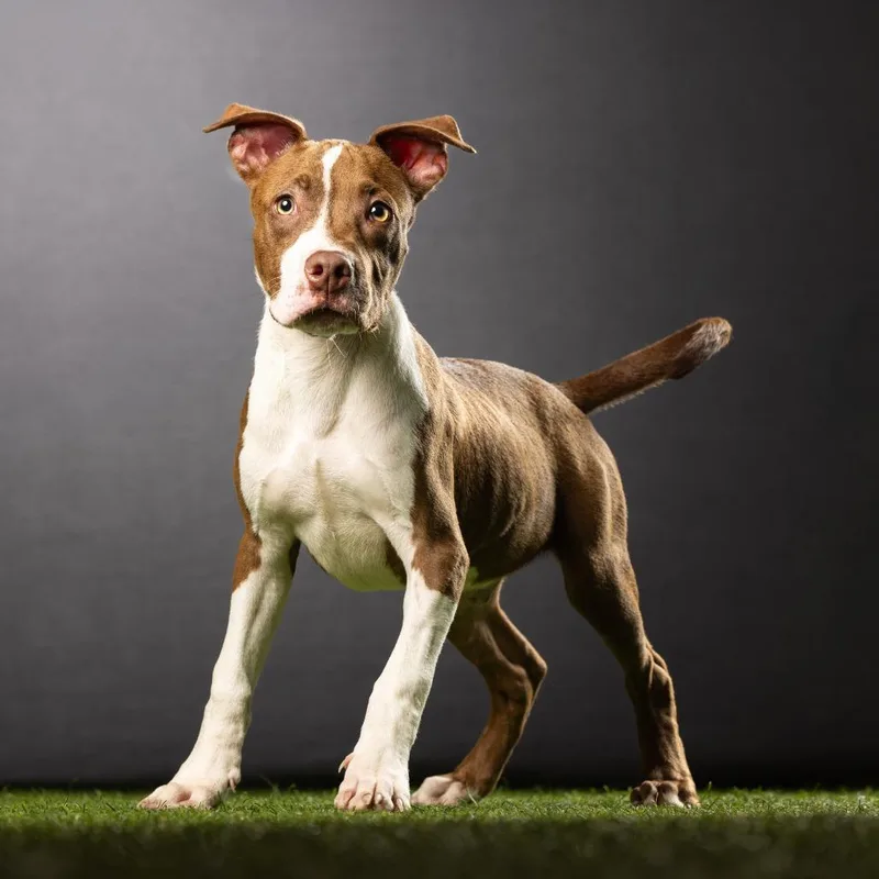 A baby small-sized male Brown / Chocolate American Bulldog dog named Mustang for adoption in Jupiter, FL