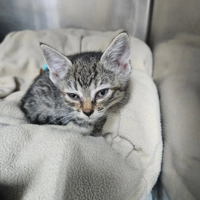 A baby small-sized male Gray / Blue / Silver Domestic Short Hair cat named Fa for adoption in Ridgely, MD