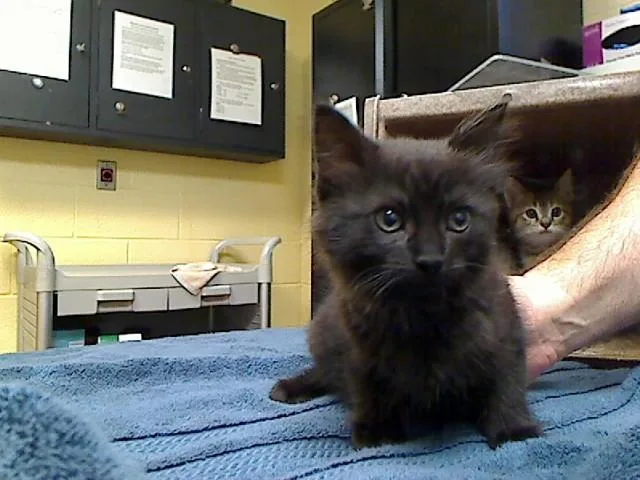 A baby medium-sized female Domestic Medium Hair cat named Danny for adoption in Cookeville, TN