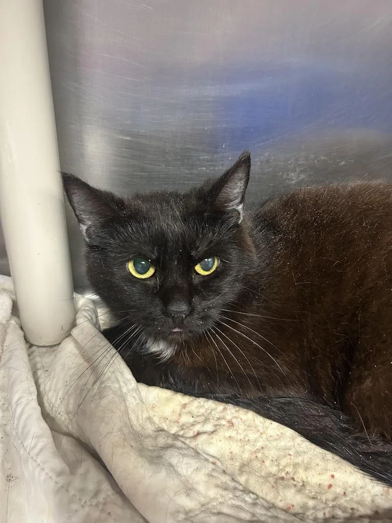 A young large-sized male Domestic Short Hair cat named Mezmer for adoption in New Manchester, WV