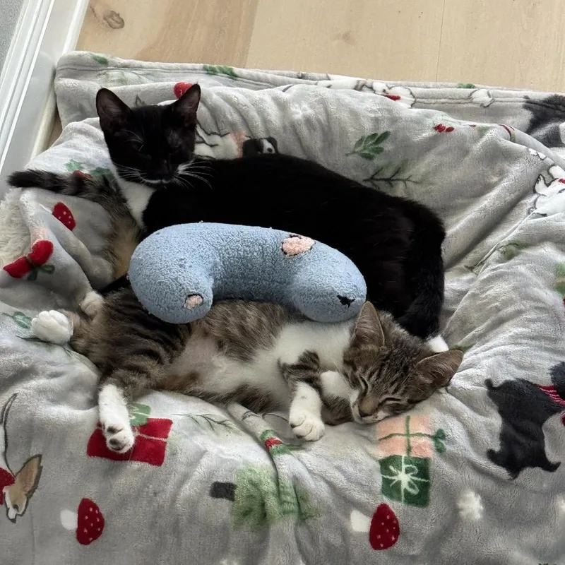 Jamie Lee Curtis thumbnail 2