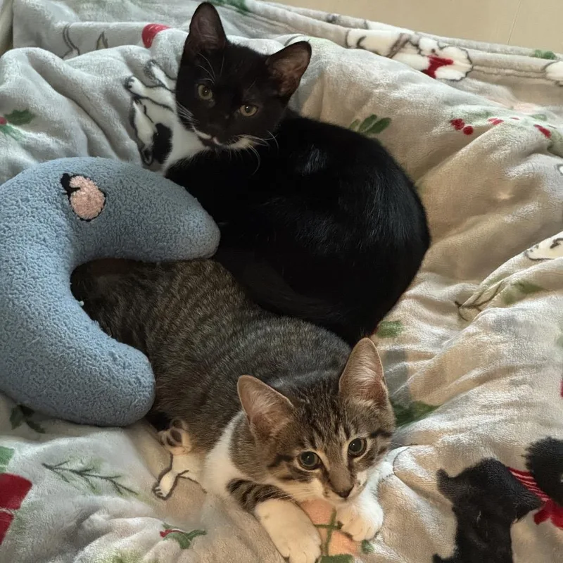 Jamie Lee Curtis thumbnail 3