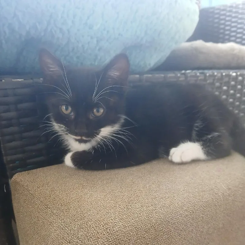 Jamie Lee Curtis thumbnail 4