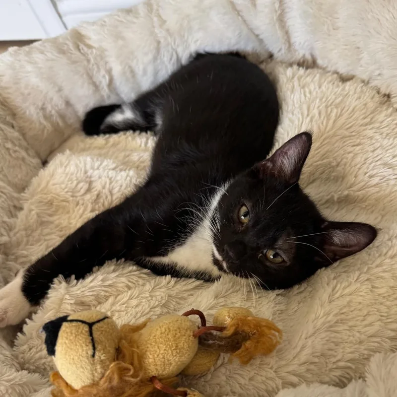 Jamie Lee Curtis thumbnail 5