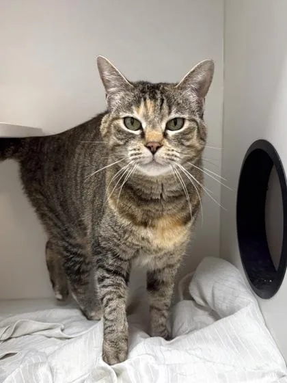 An adult medium-sized female Domestic Short Hair cat named Indya for adoption in West Chester, PA
