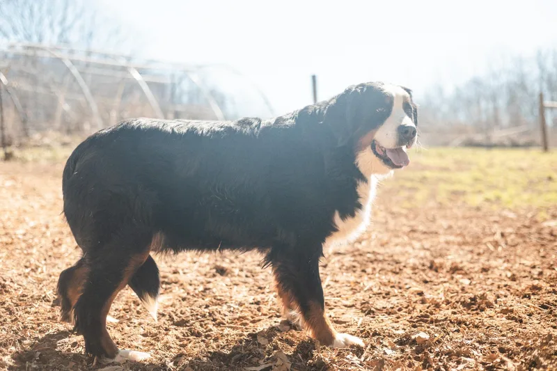 Bettie  Transport thumbnail 2