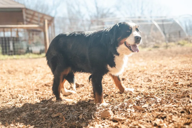 Bettie  Transport thumbnail 3