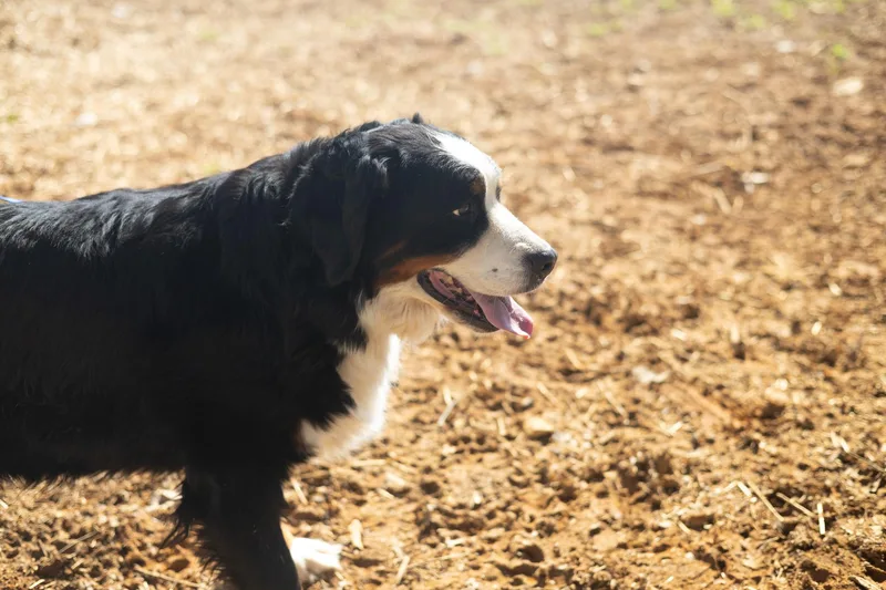 Bettie  Transport thumbnail 4