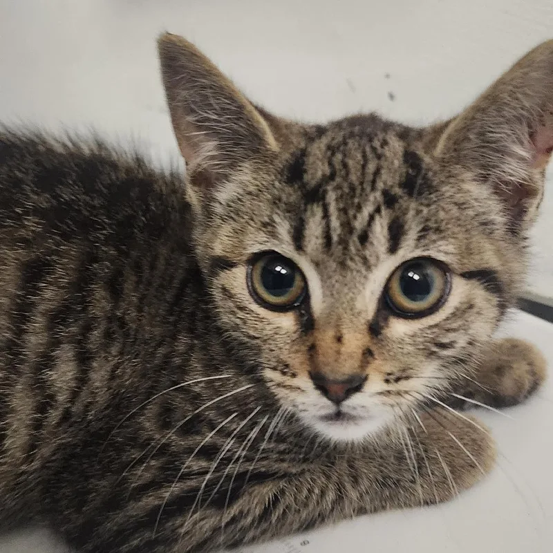 A baby small-sized male Gray / Blue / Silver Domestic Short Hair cat named Twirly for adoption in Charleston, WV