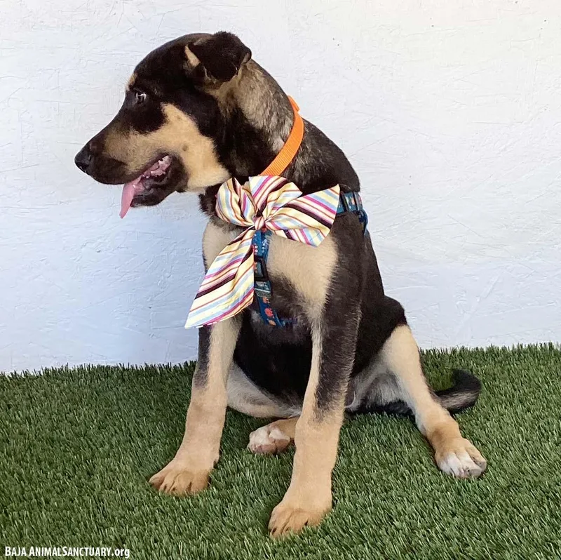 A baby medium-sized female Black German Shepherd Dog named Merri for adoption in San Diego, CA