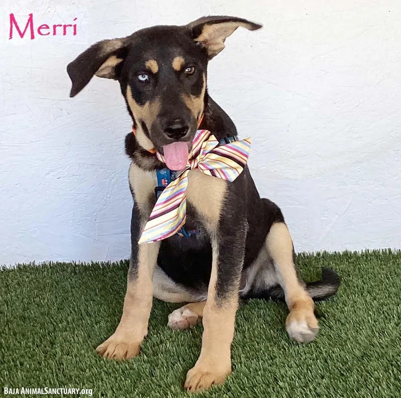Merri thumbnail 4