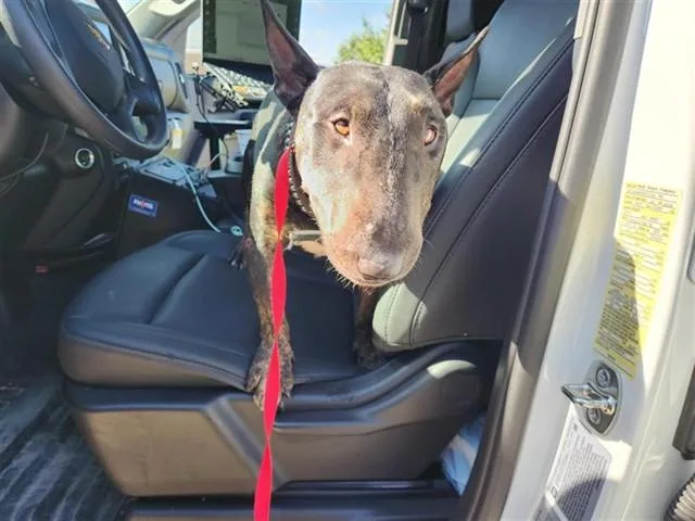 An adult medium-sized male Bull Terrier dog named A for adoption in Houston, TX