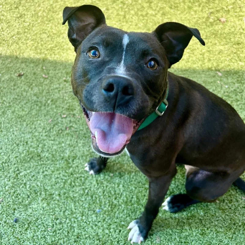 Serotonin thumbnail 2