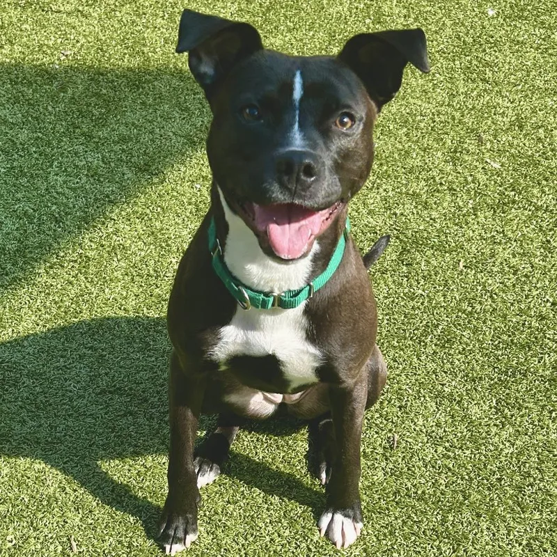 Serotonin thumbnail 3