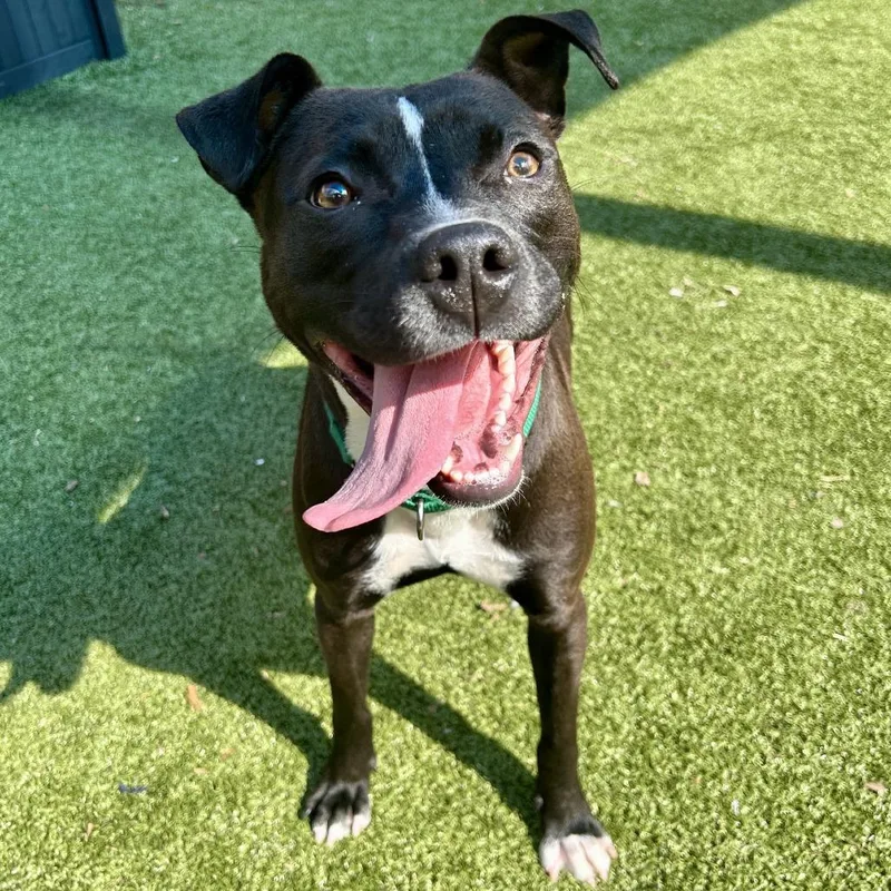 Serotonin thumbnail 4