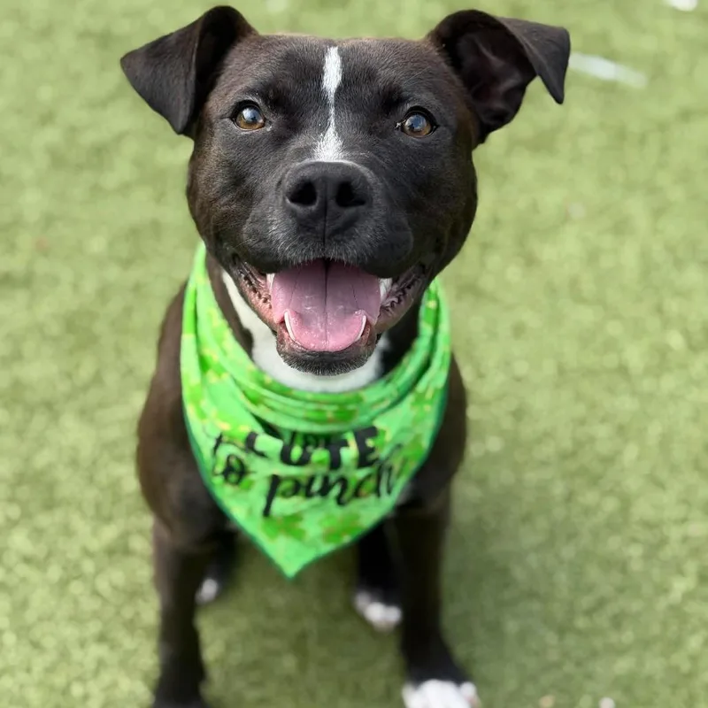 Serotonin thumbnail 5