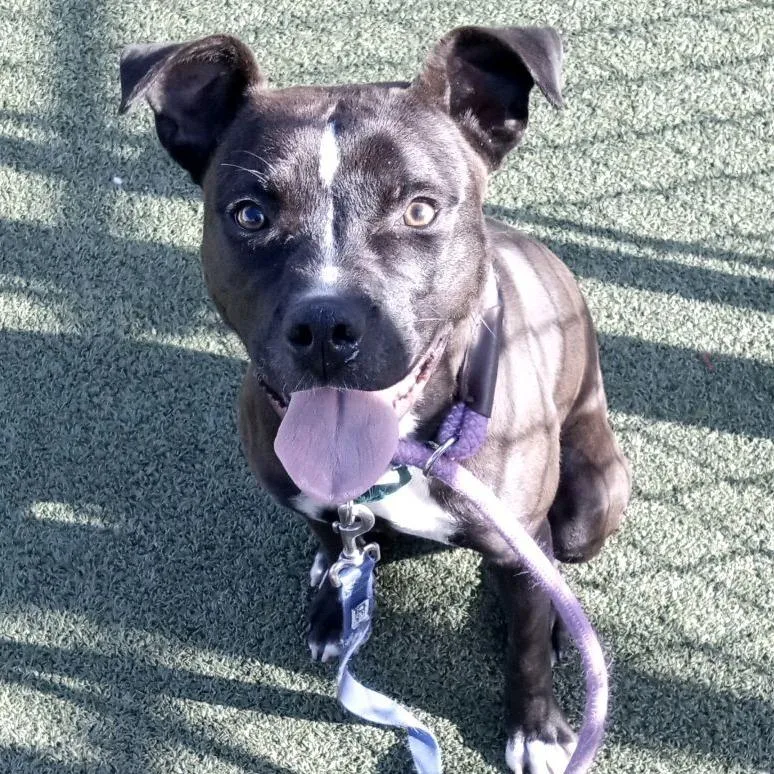 Serotonin thumbnail 6