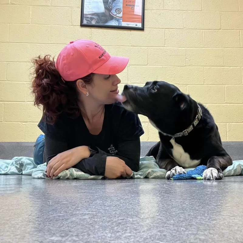 A senior large-sized female Black Labrador Retriever dog named Bailey Jean for adoption in Baltimore, MD