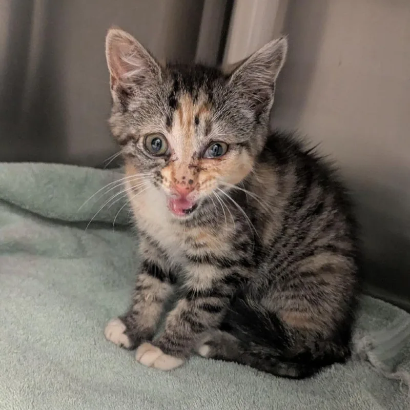 A baby small-sized female Calico Domestic Short Hair cat named Pinot Noir for adoption in Lynchburg, VA
