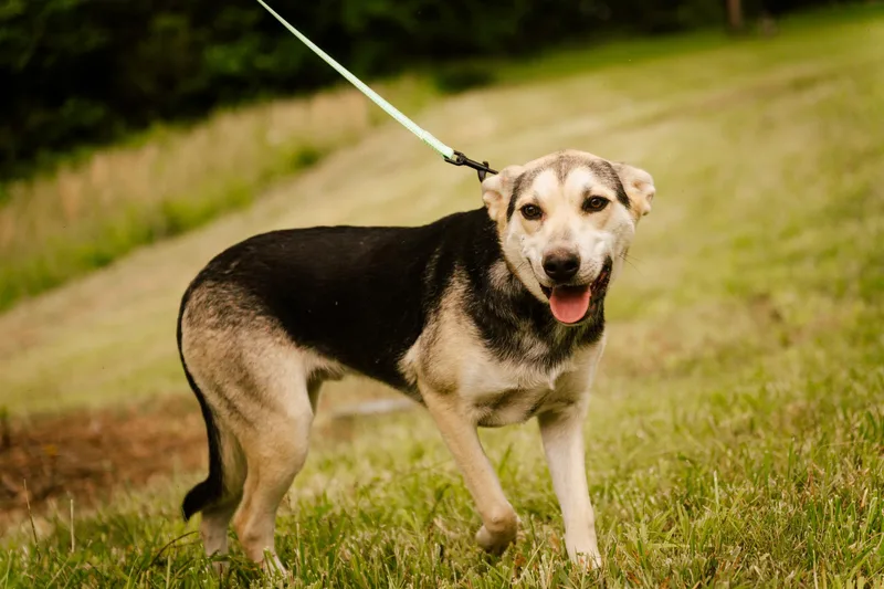 Hunter  Transport thumbnail 3