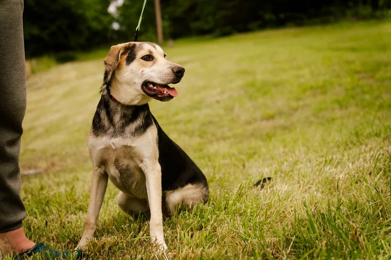 Hunter  Transport thumbnail 5